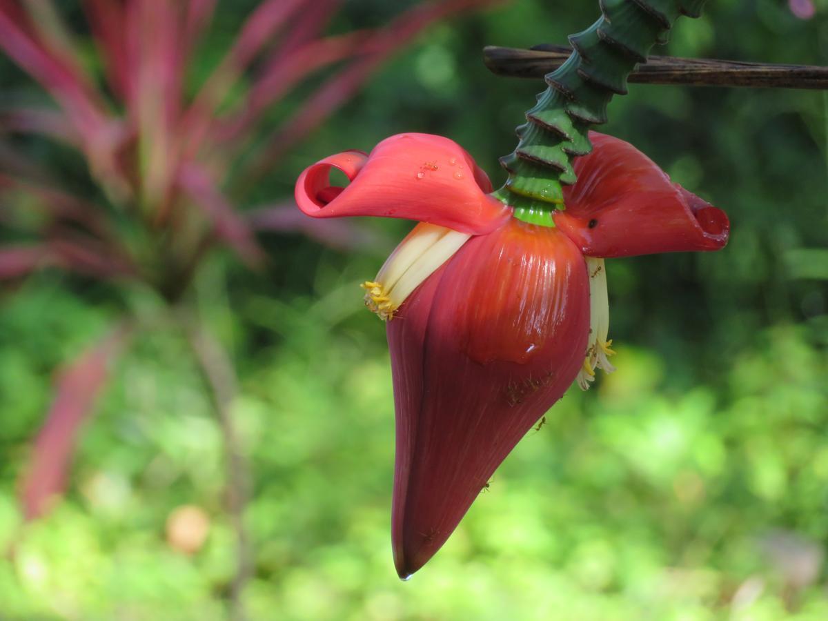 Manora Garden Hotel Phang Nga Bagian luar foto